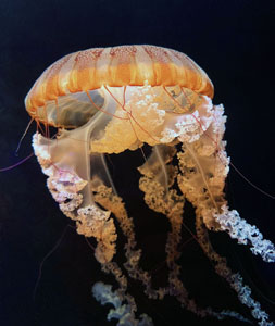 Jellyfish blobbing about